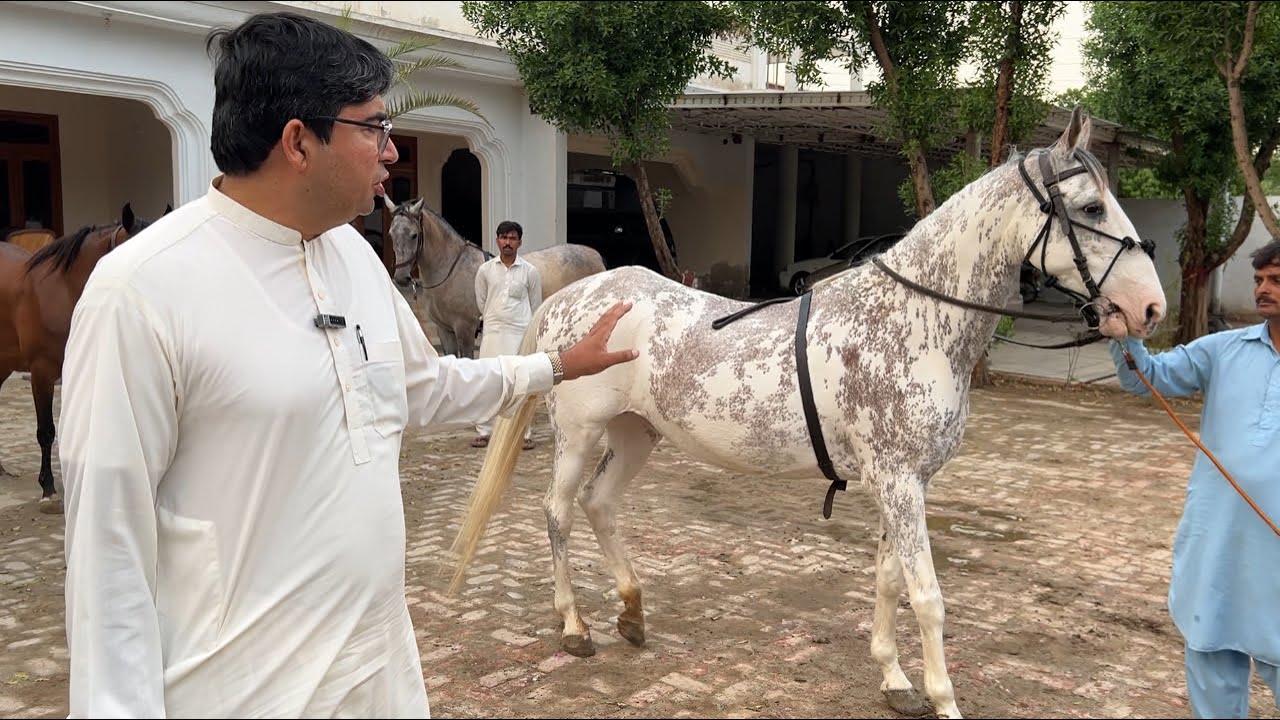 Kamal Ka Shoq Biggest Horse Farm In Janobi Punjab