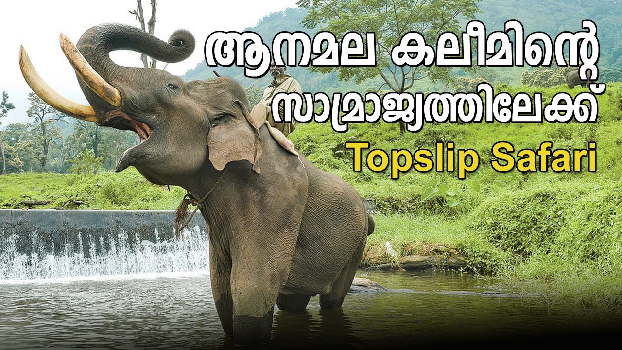 ആനമല കലീമിന്റെ സാമ്രാജ്യത്തിലേക്ക് | Top Slip |  Anamala kalim | Chinnathambi |Safari |Elephant Camp