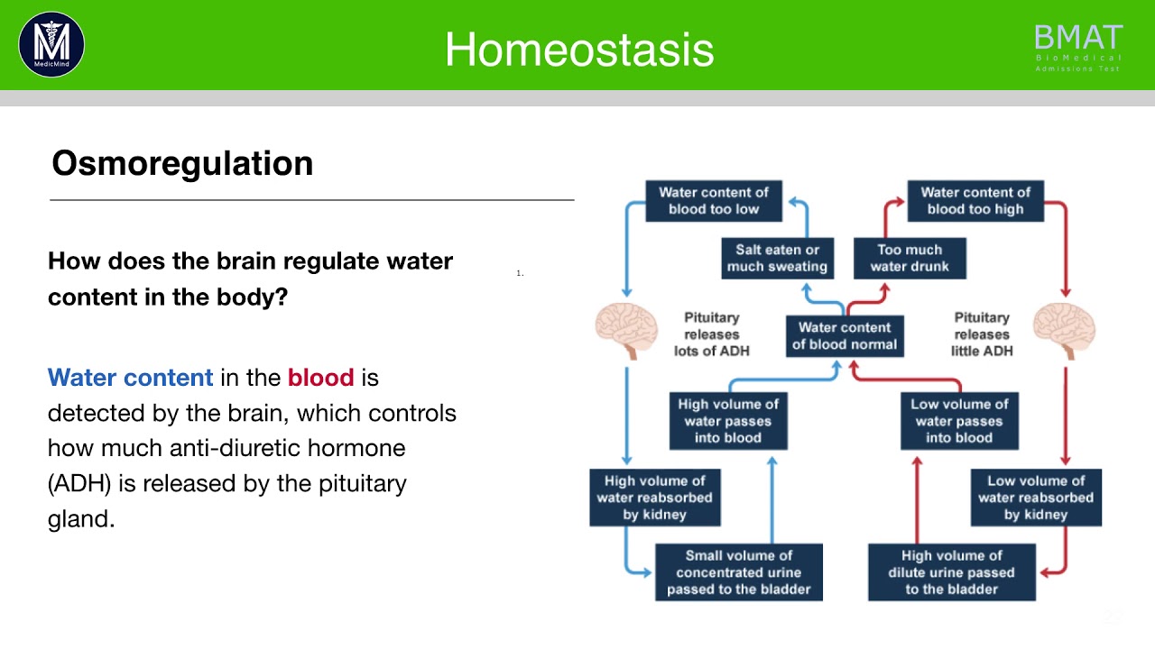 BMAT Section 2 Biology | Homeostasis | Medic Mind