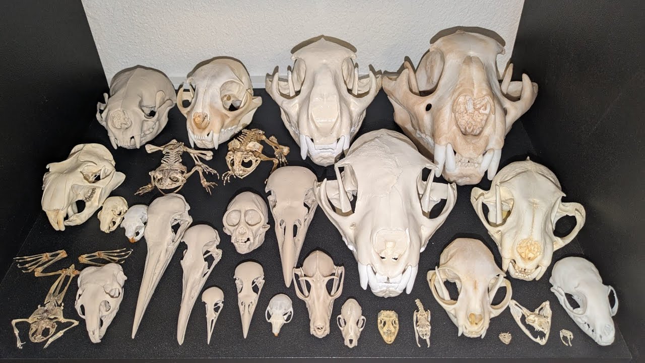 My Skull Collection at College | 84 Skulls from 73 Species | The Skull Seeker