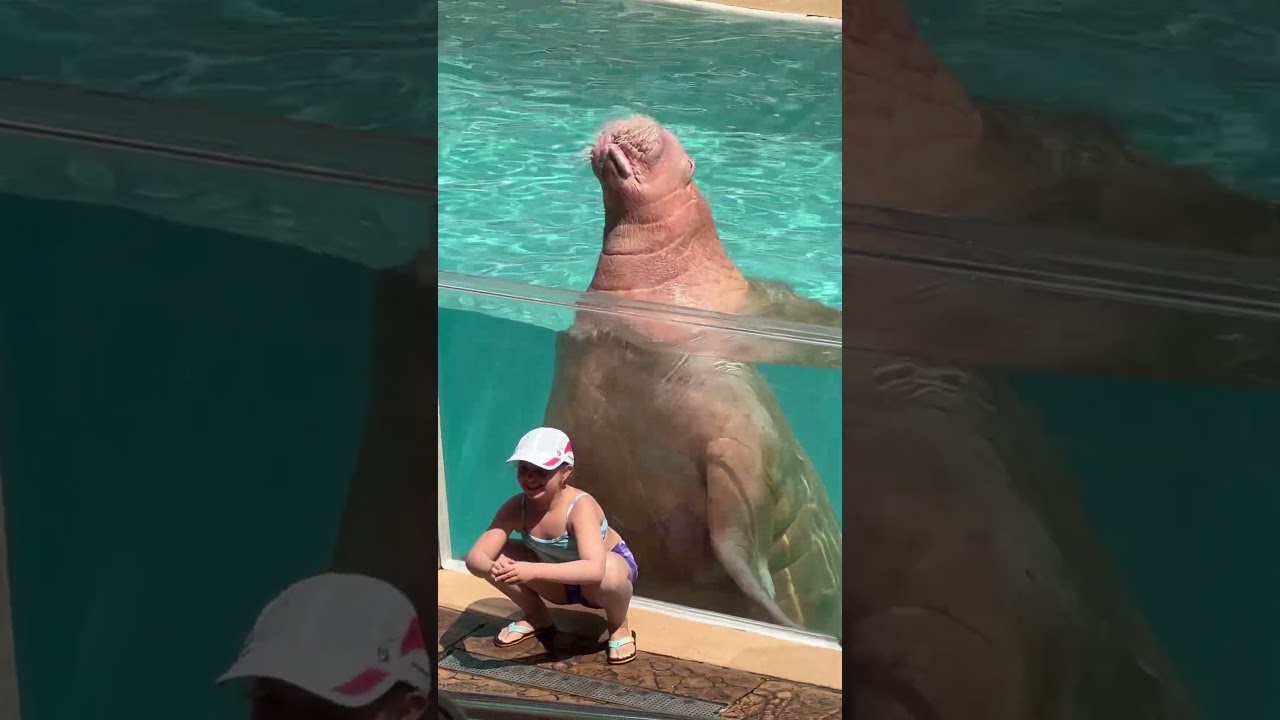 Splashing walrus