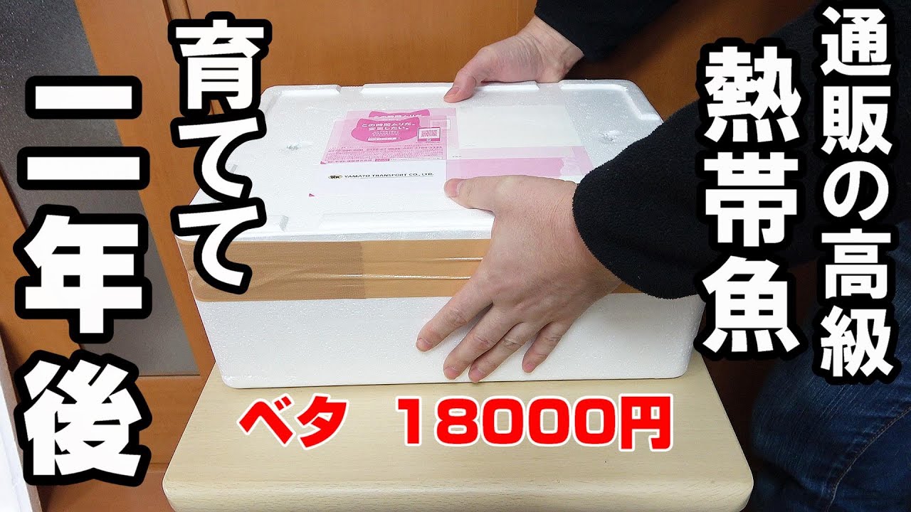 【熱帯魚】超高級ベタ18000円！ 2年後の姿！＃Bettafish＃ﾍﾞﾀｼｮｯﾌﾟﾌｫｰﾁｭﾝ
