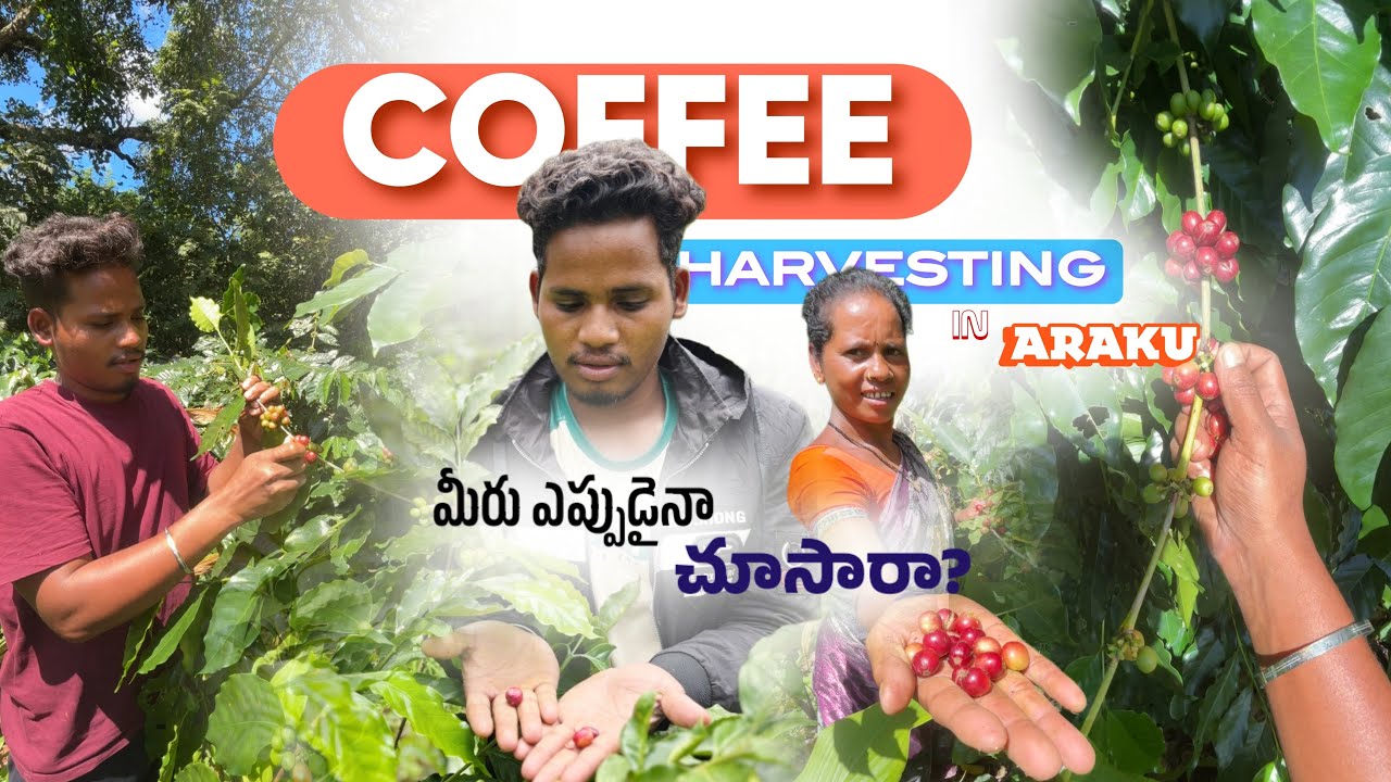 👉 Araku Coffee Farm Morning Routine ☕ | Coffee Harvesting Experience | Village Life Telugu