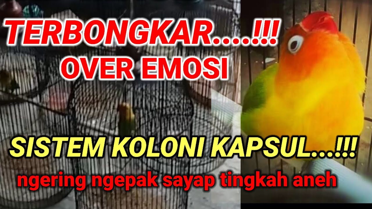 solusi Lovebird over emosi setingan koloni penjelasan pemilik nggak perlu emosi | CARA CETAK BETINA