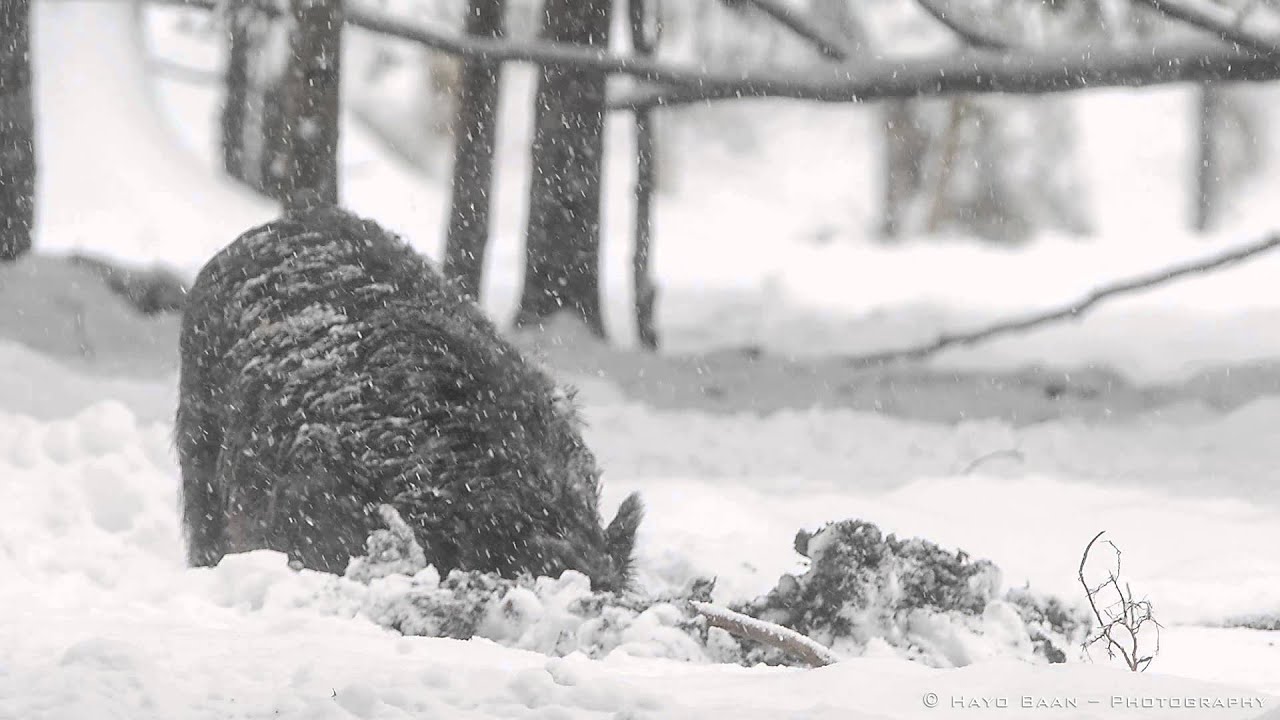 Wild Boar digging for food in the snow