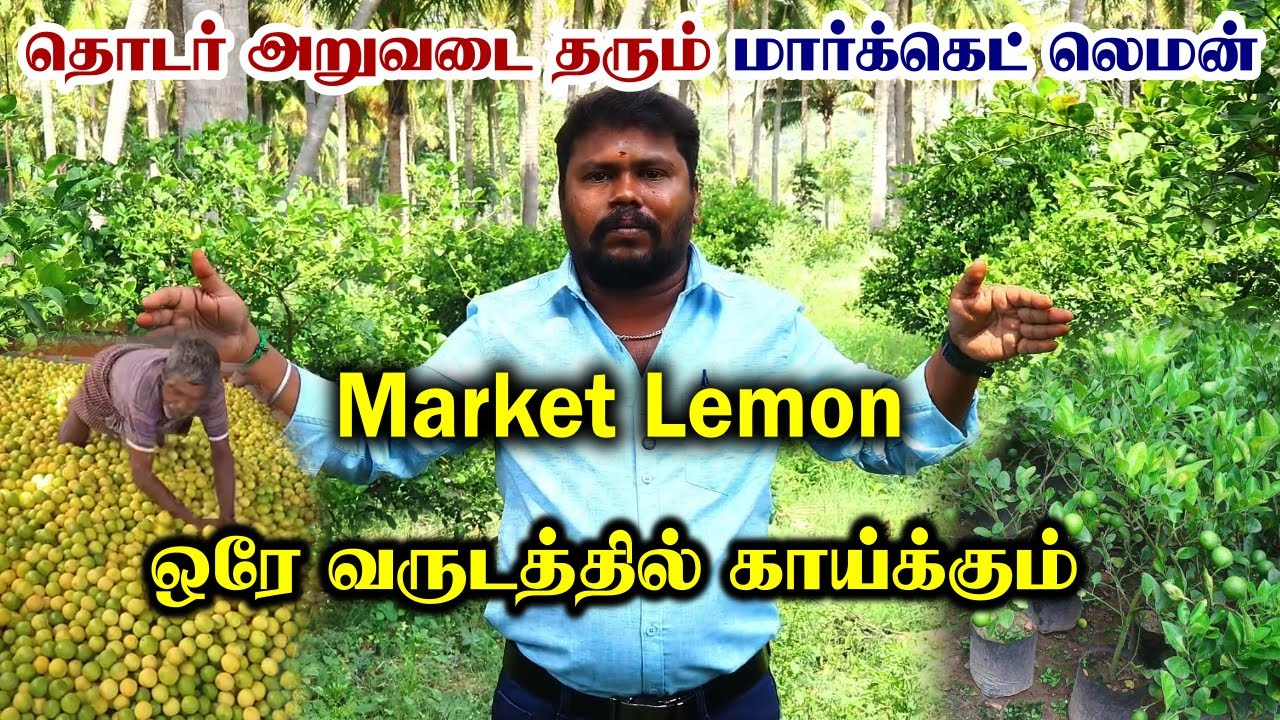 5 லட்சம் லாபம் தரும் எலுமிச்சை | தொடர் அறுவடை தரும் மார்க்கெட் லெமன் | Market Lemon Cultivation