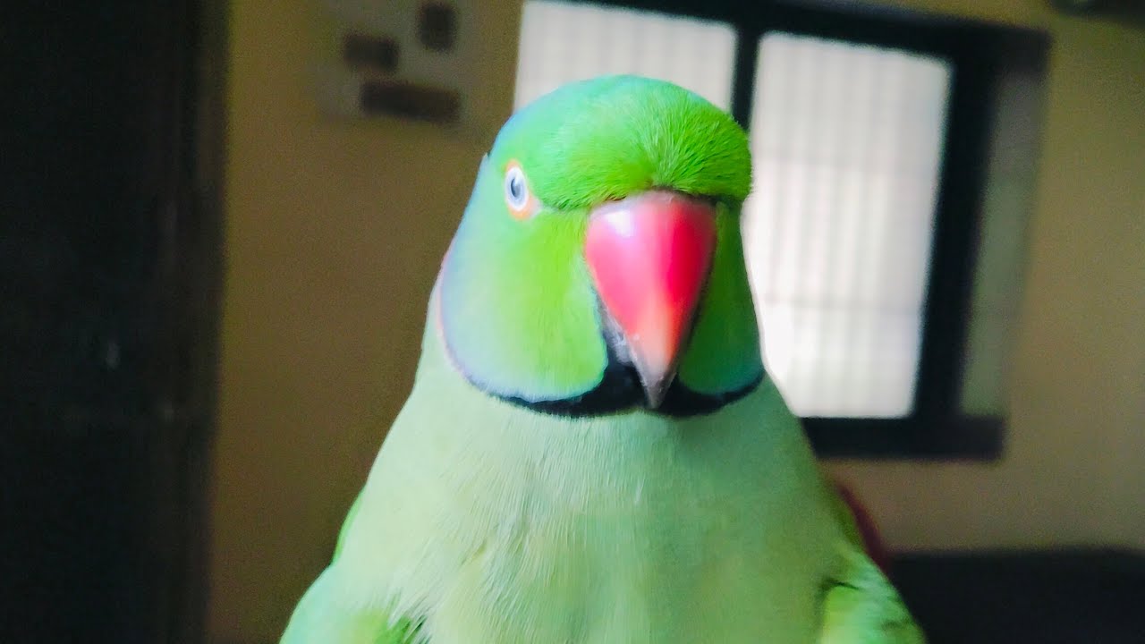 Ringneck Parrot is live 