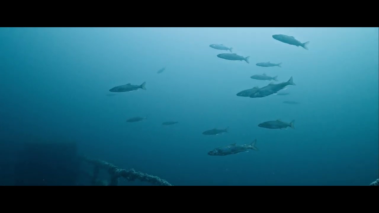 Thunder Bay Shipwreck Highlight Reel