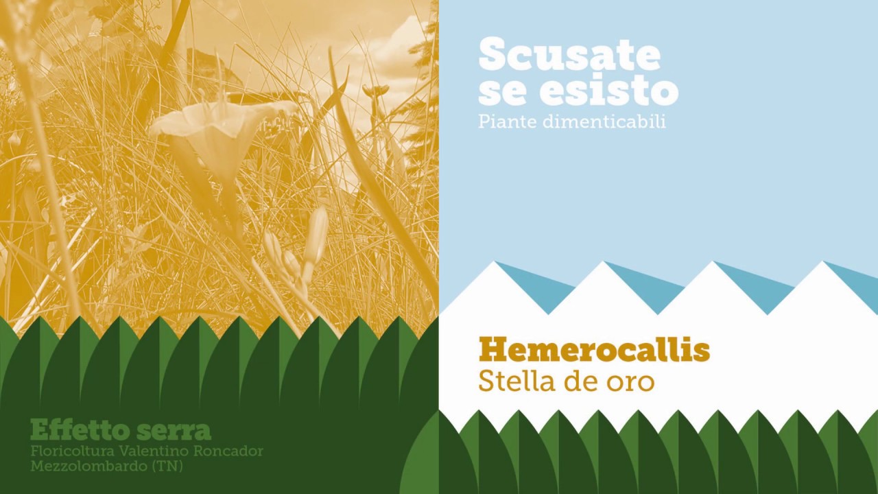 Scusate se esisto | Hemerocallis Stela de oro