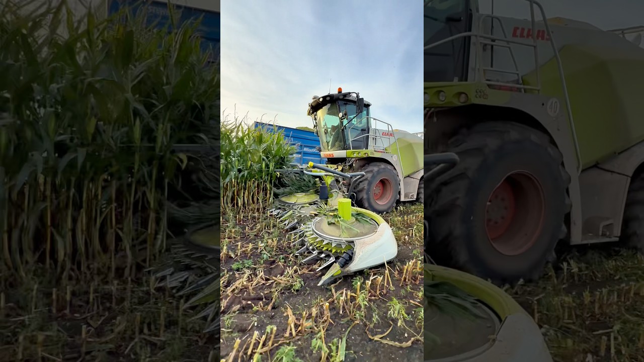 CLAAS jaguar 870 forage harvester working in a field of maize