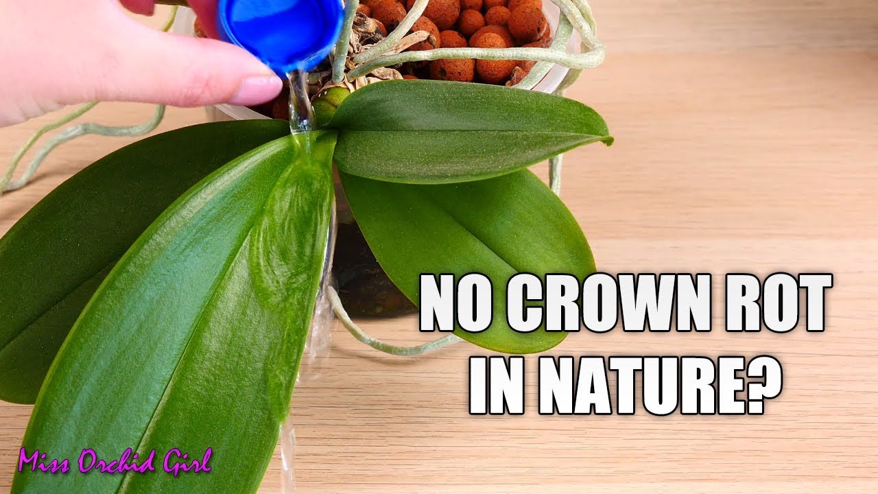 Why don't Phalaenopsis Orchids get crown rot in nature?