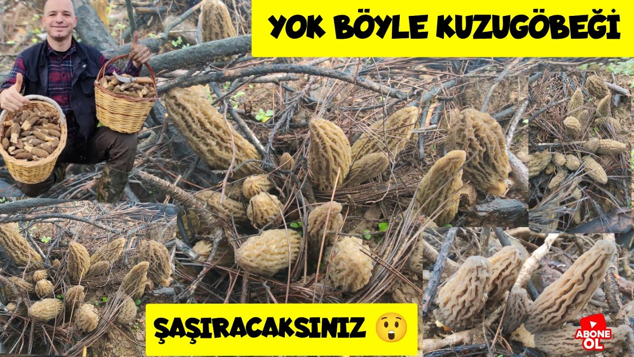 30 Dk'da Taze Taze 6 Kg Kuzugöbeği Topladık. Abone Olalım,Mantara Doyalım Arkadaşlar 🙋‍♂️