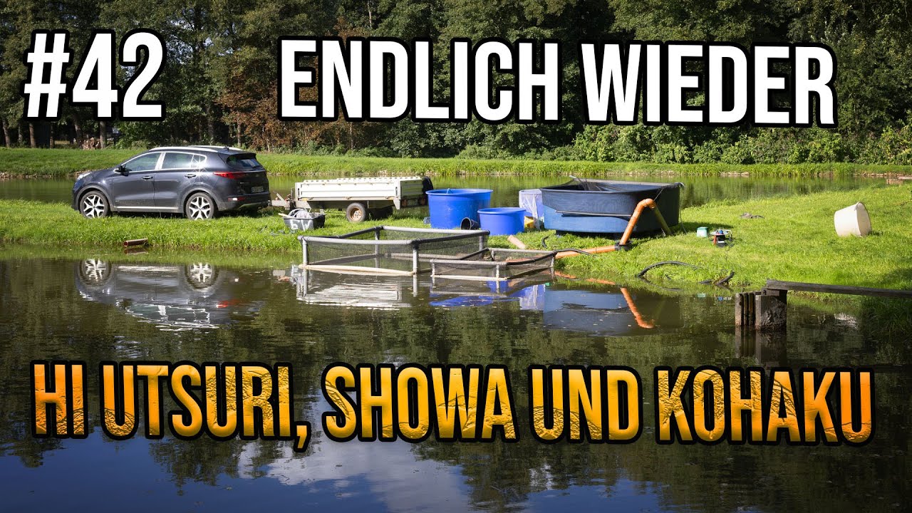 Ikeage Koi Abfischen des Naturteichs viele Koikarpfen Tosai