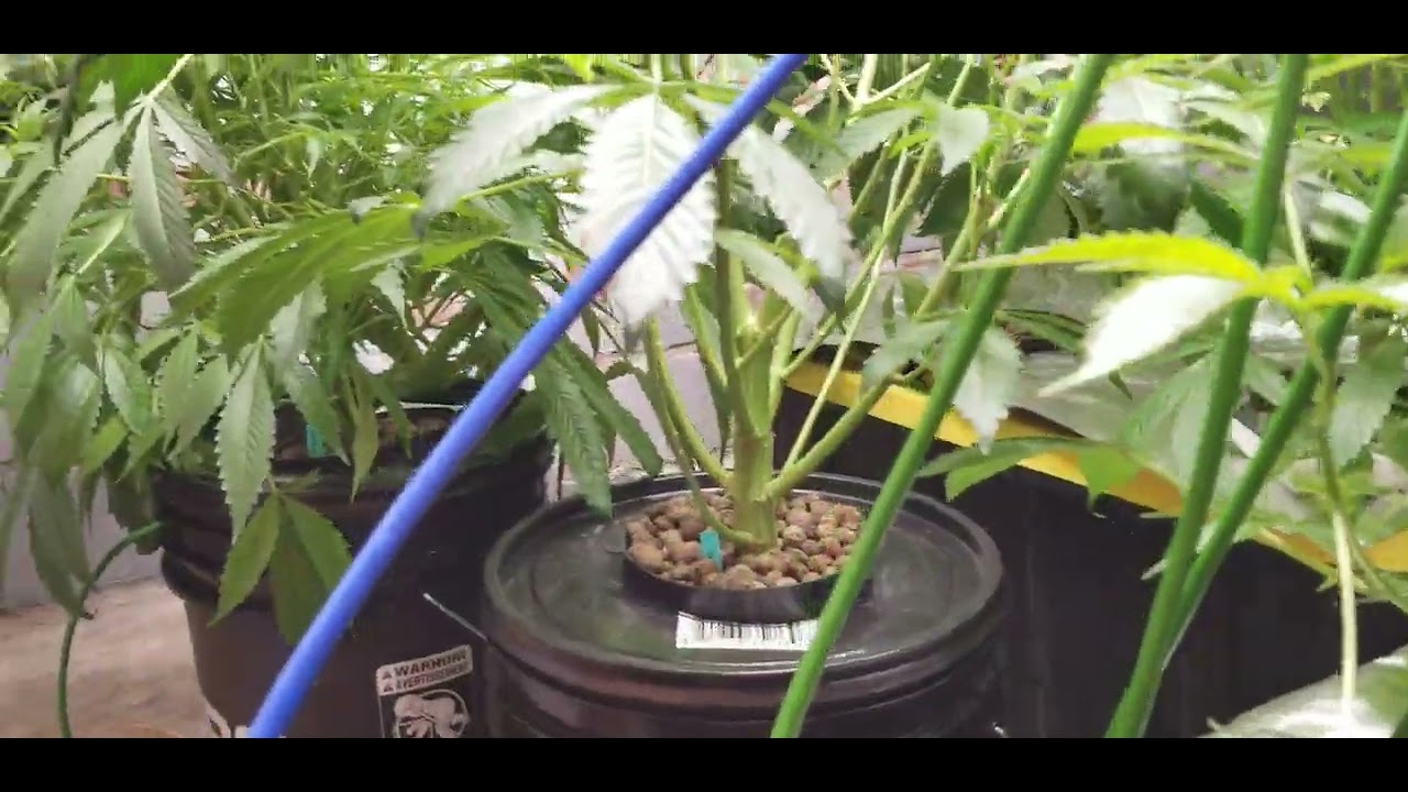 veg room update under the spider farmer se-5000