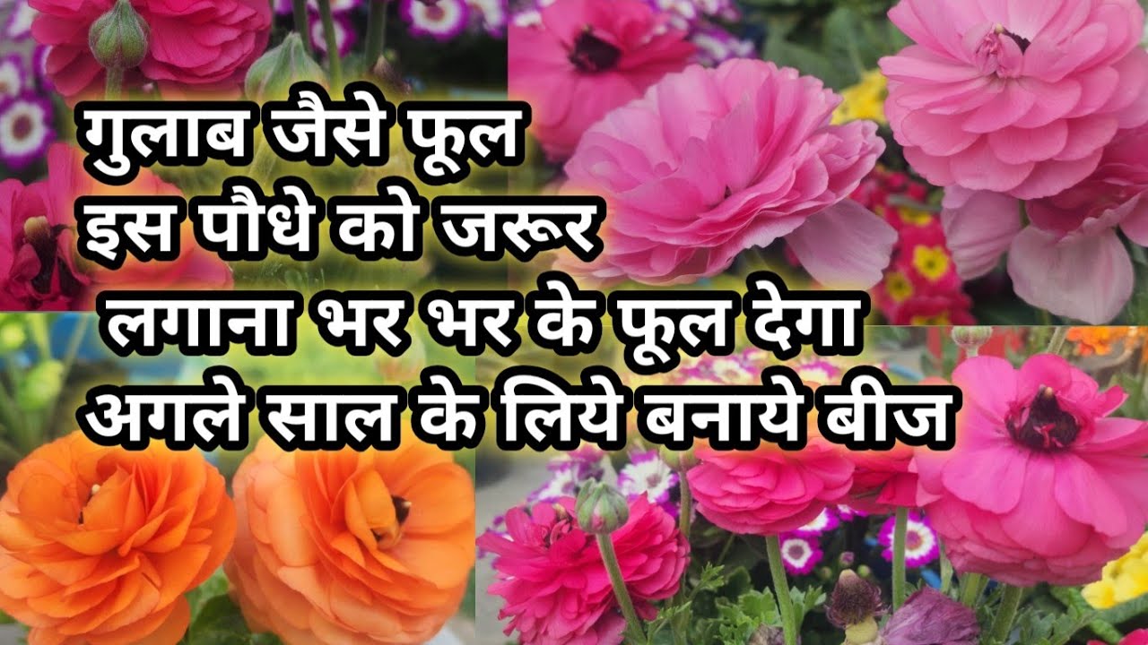 गुलाब जैसे फूल पर गुलाब नही!! Beautiful flowering plant Ranunculus इस बार ढेरों बीज बनाये 