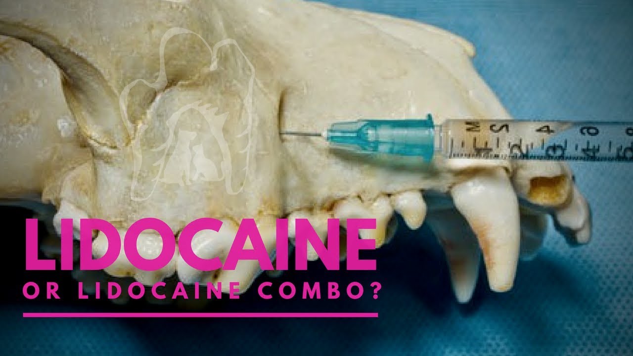 Lidocaine vs. Lidocaine Combo | Which Medicine is BETTER For Nerve Blocks  - Veterinary Dentistry