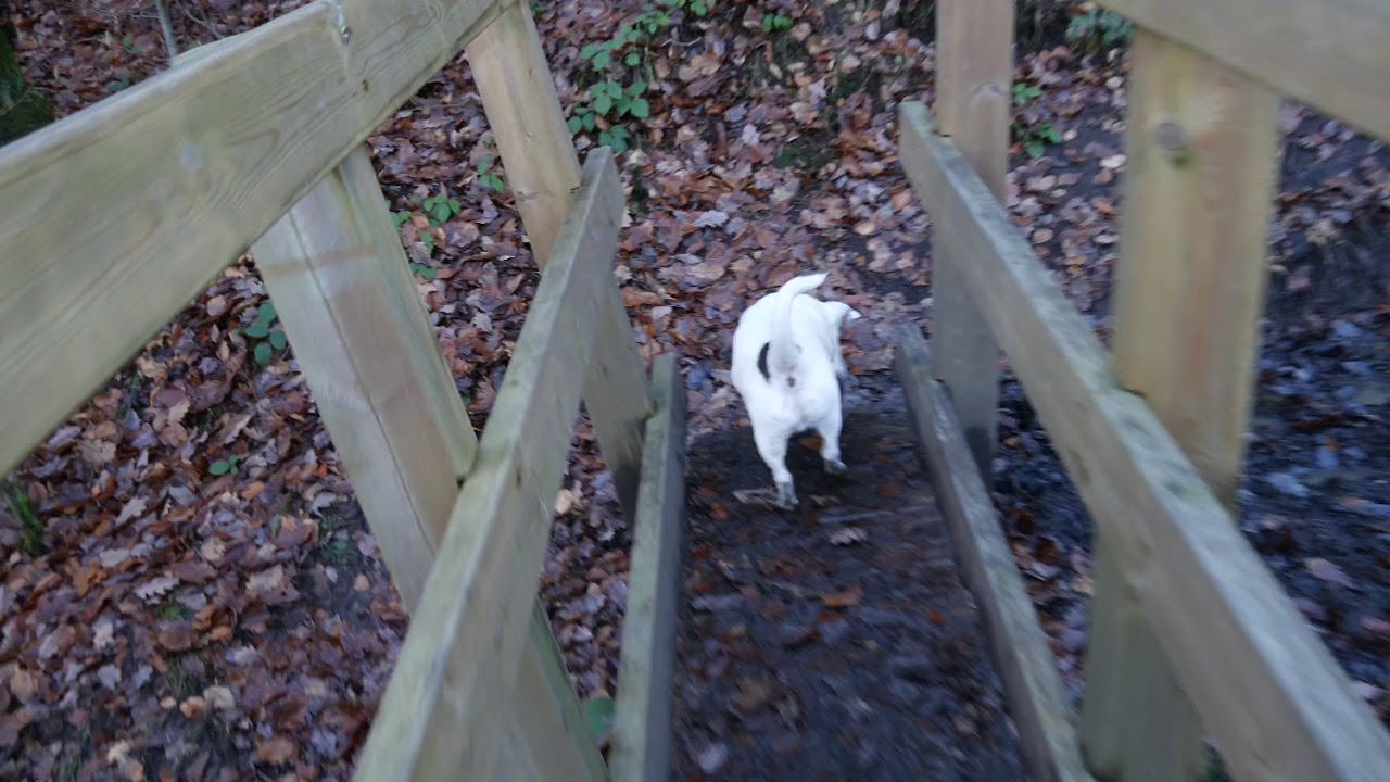 A Bimble With Baggins,  Arnfiield reservoir, Swallows wood, Devils Bridge
