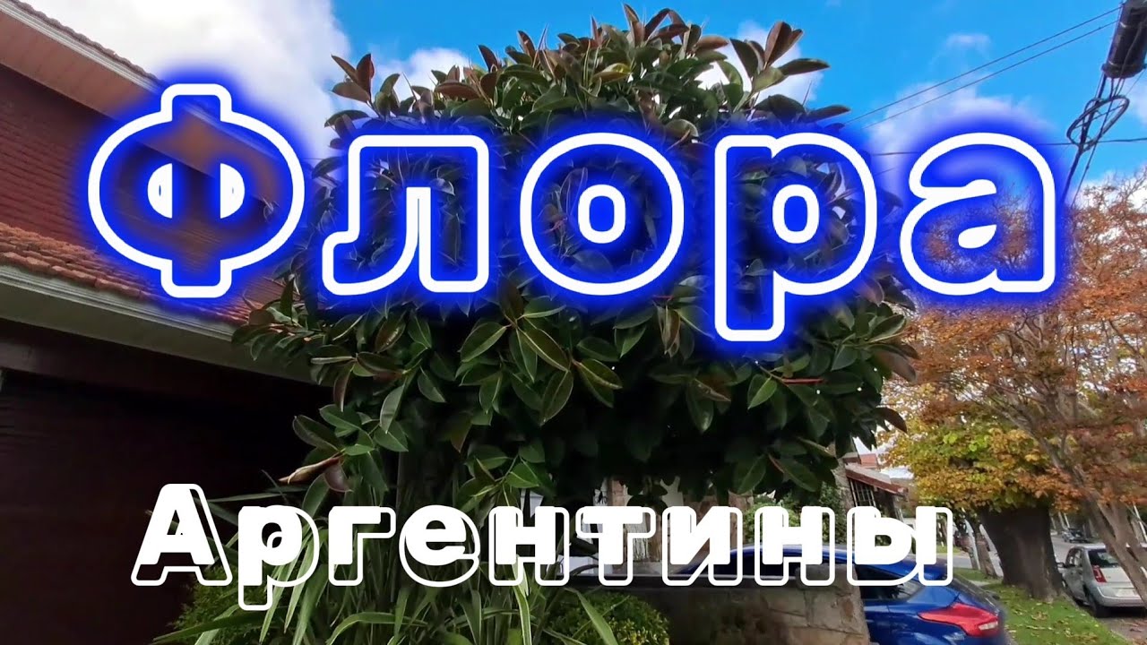 Флора Аргентины Мар-дель-Плата
