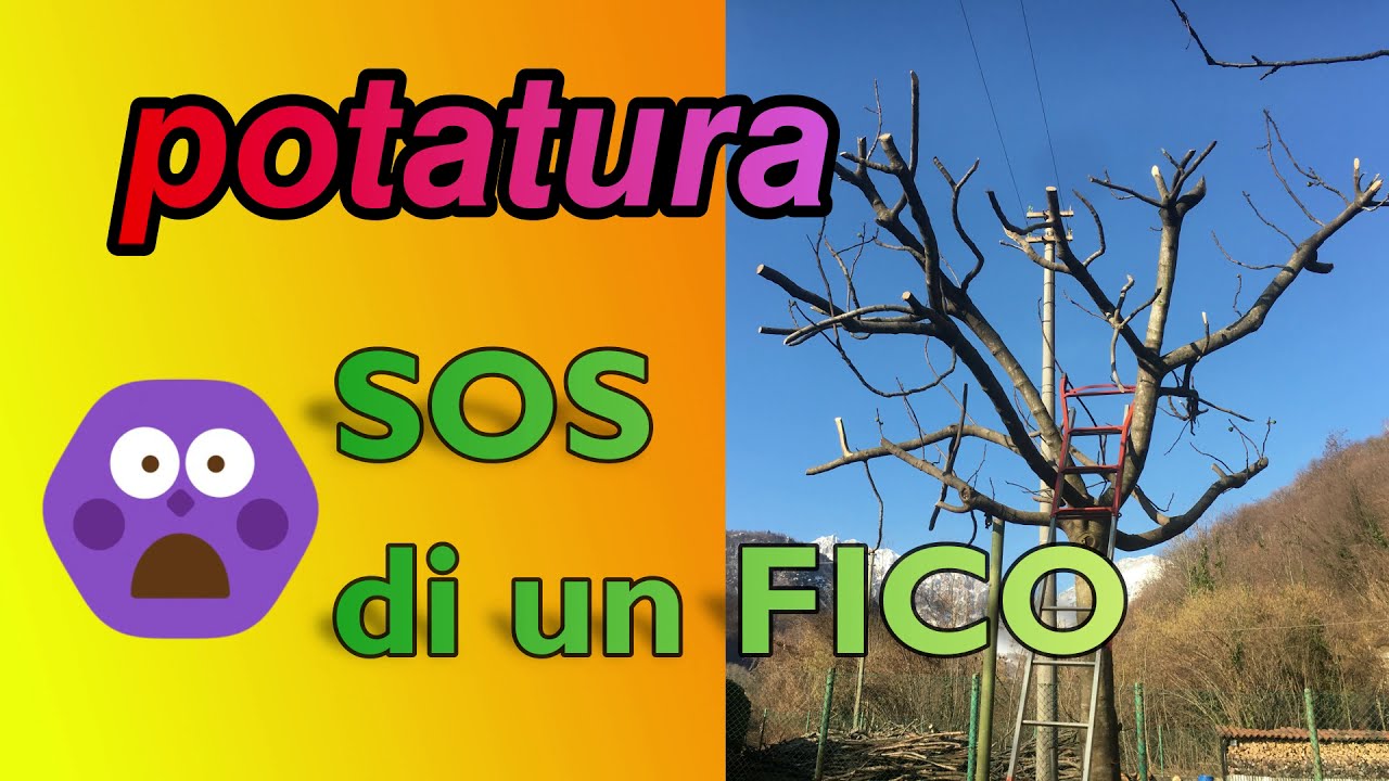 POTATURA di un Fico  Errori da non fare