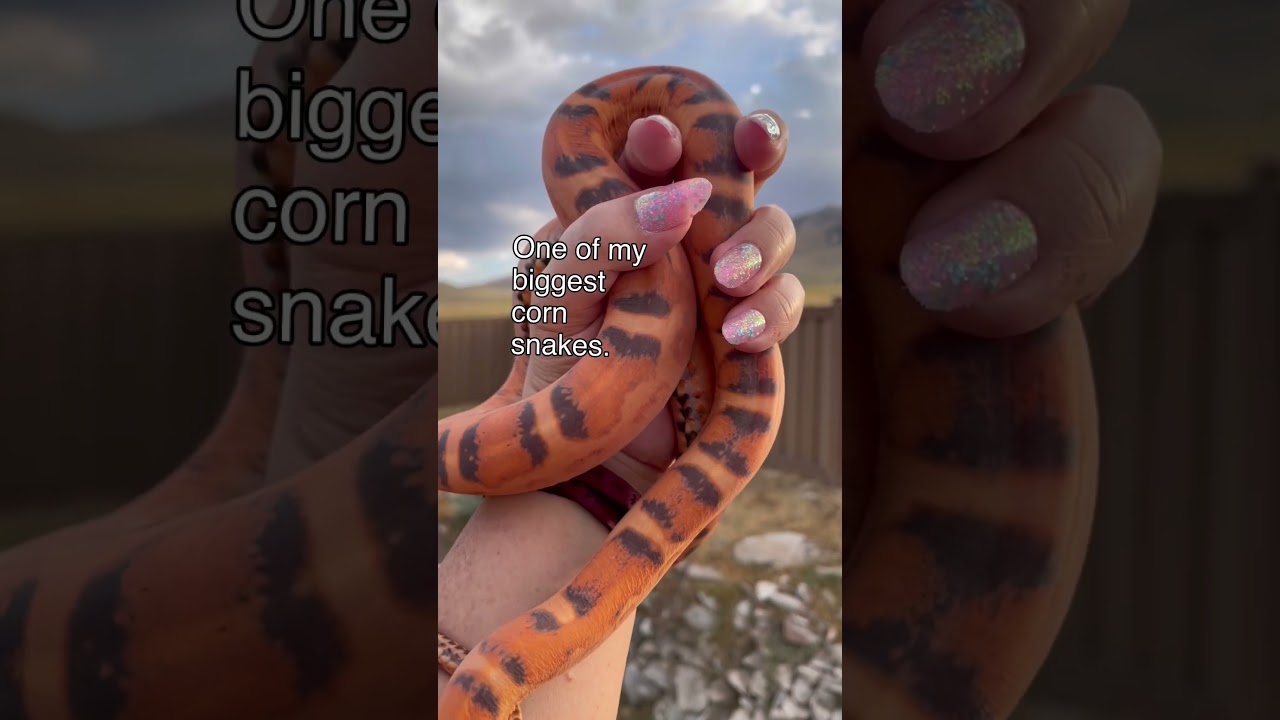 Tiny hatching and a big Scaleless Corn Snake.