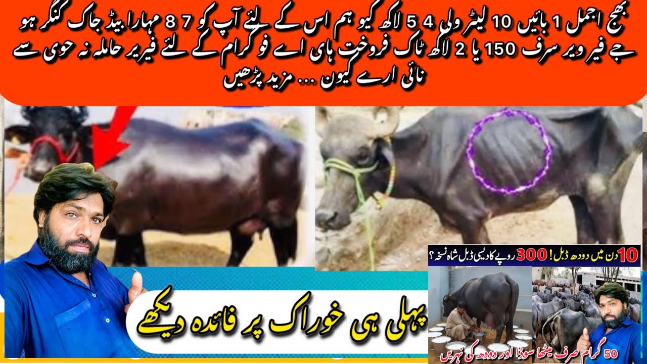 Milk increase buffalo l A native recipe to increase cow and buffalo milkj l Jantu tv