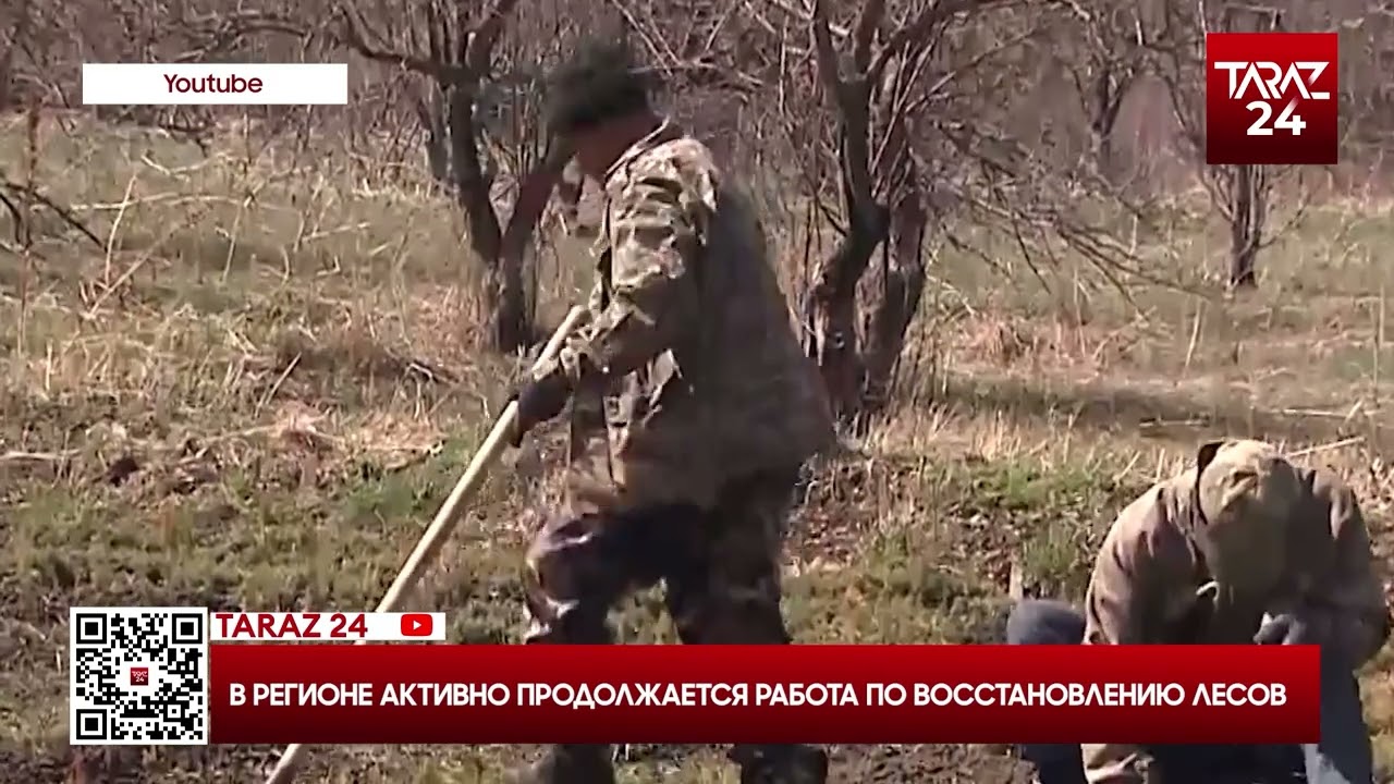 В РЕГИОНЕ АКТИВНО ПРОДОЛЖАЕТСЯ РАБОТА ПО ВОССТАНОВЛЕНИЮ ЛЕСОВ