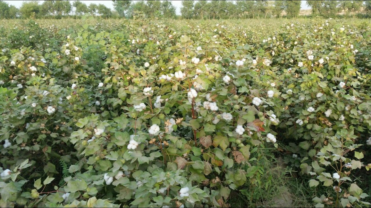 Cotton Crops How To Get 50 Ton | Cotton from just 5 Eker #CottonFarming
