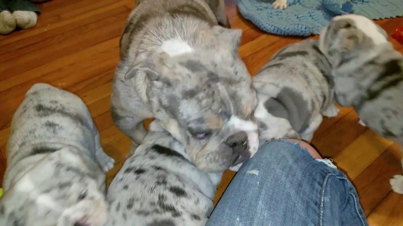 CUTEST BULLDOG PUPPIES ATTACK THERE MOM