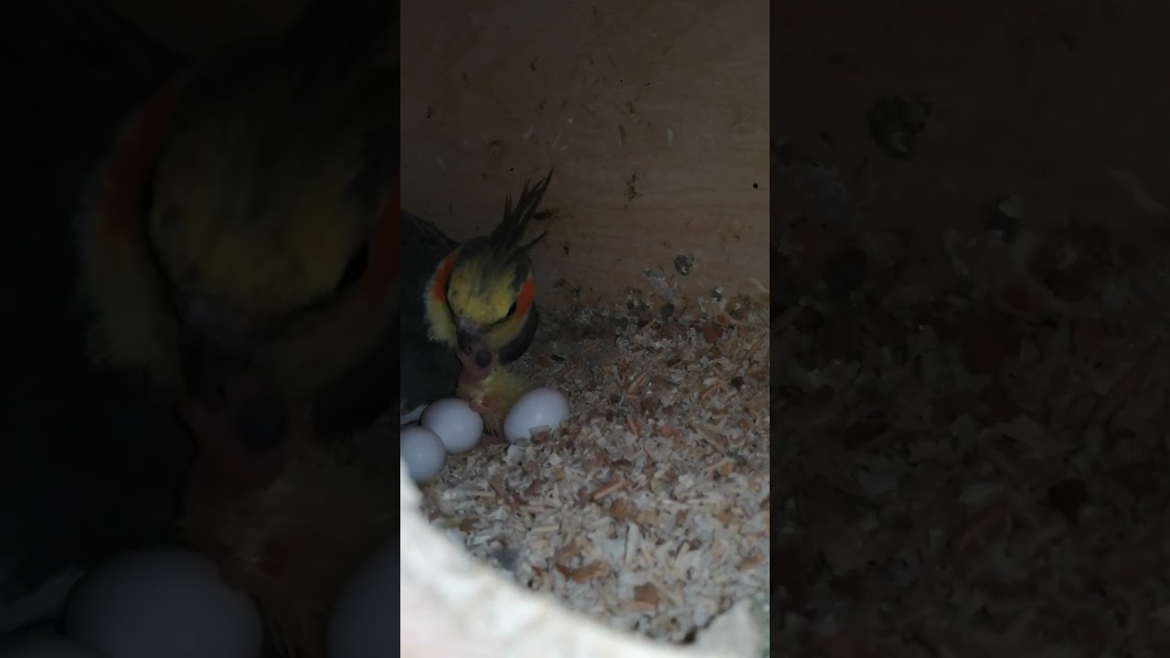 Samiec nimfy karmi pisklaka. #bird #birds #parrot #parrots #nimfy