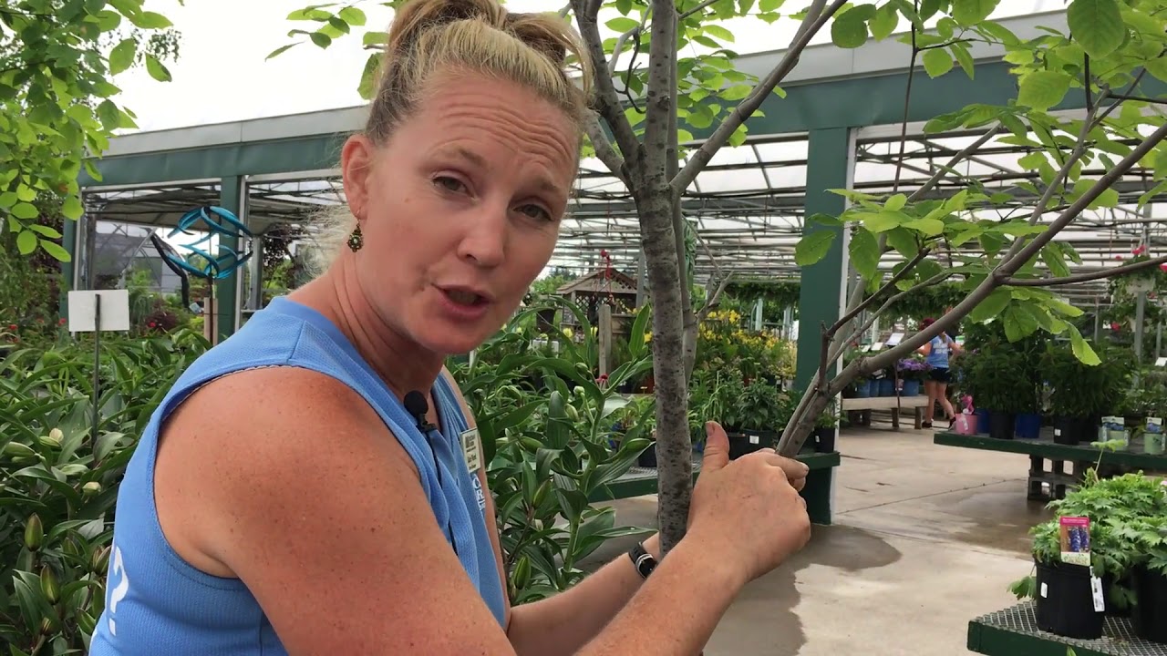 How to treat broken tree branches