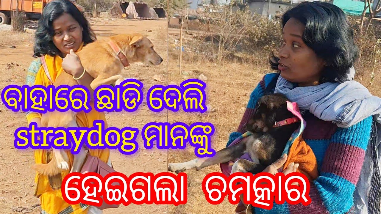 Japu bhai ପଠେଇଲେ Treatment ପାଇଁ ଅନୁଗୁଳ ରୁ ଆସିଲା dog //Dogshow ବଡବିଲ ପାଇଁ reddy ରୁହନ୍ତୁ... 