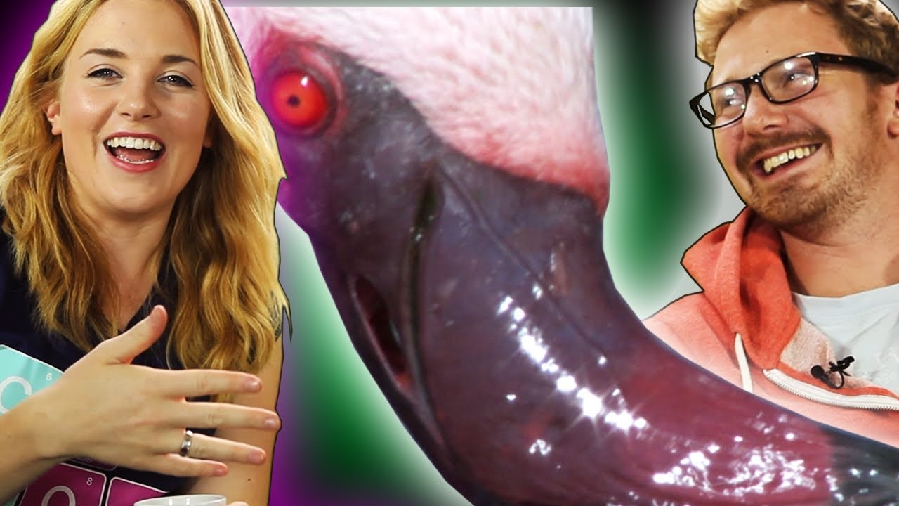 Can flamingos eat upside down? | You Asked #5 | The Travel Edit