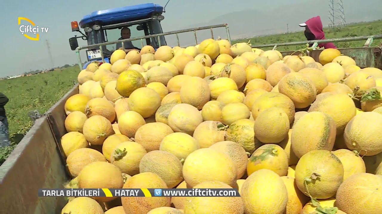 Tarla Bitkileri - Hatay - Kavun Yetiştiriciliği Hakkında Bilgiler