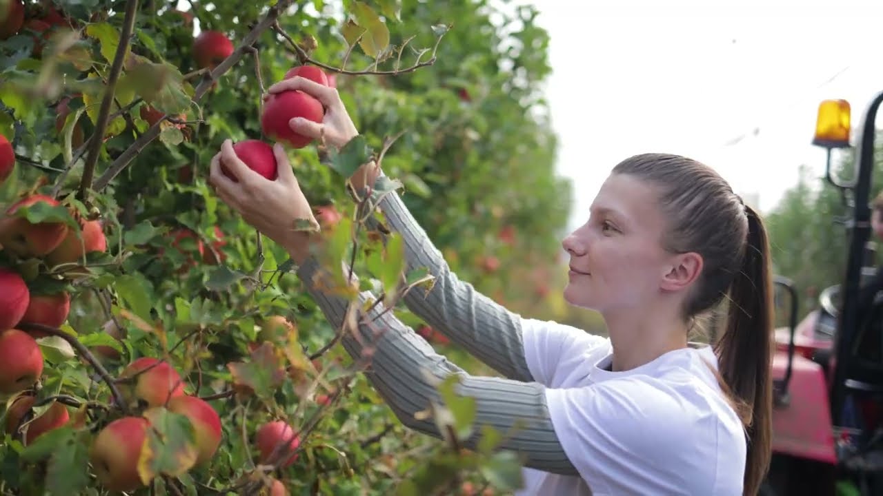 Berba Pink Lady jabuke, Delta Agrar