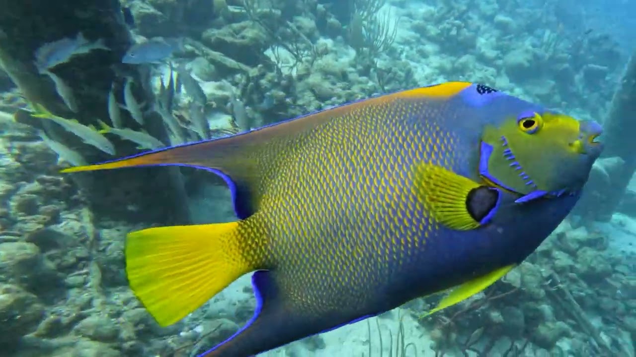 Подборка дайвинг-туров на Бонайре: 10 погружений за 30 минут