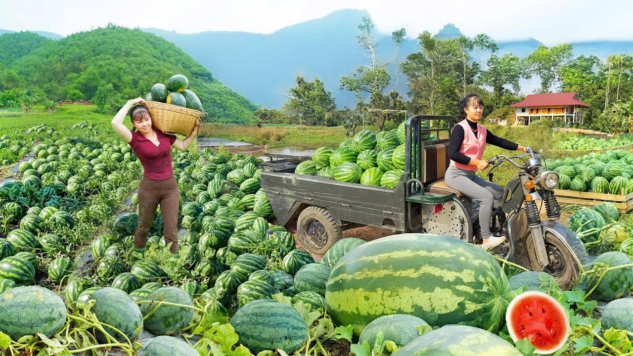 5 Simple Tricks to Boost Your Watermelon Harvest and Sales