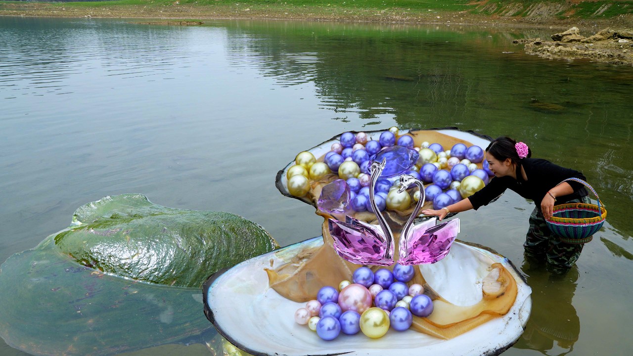 🎁A giant clam was discovered on a deserted island, with dazzling pearls inside, extremely beautiful