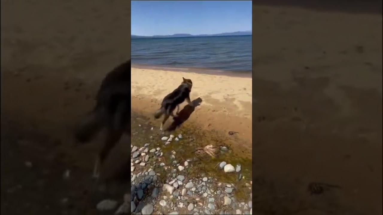 Utonagan Reaction To The Beach