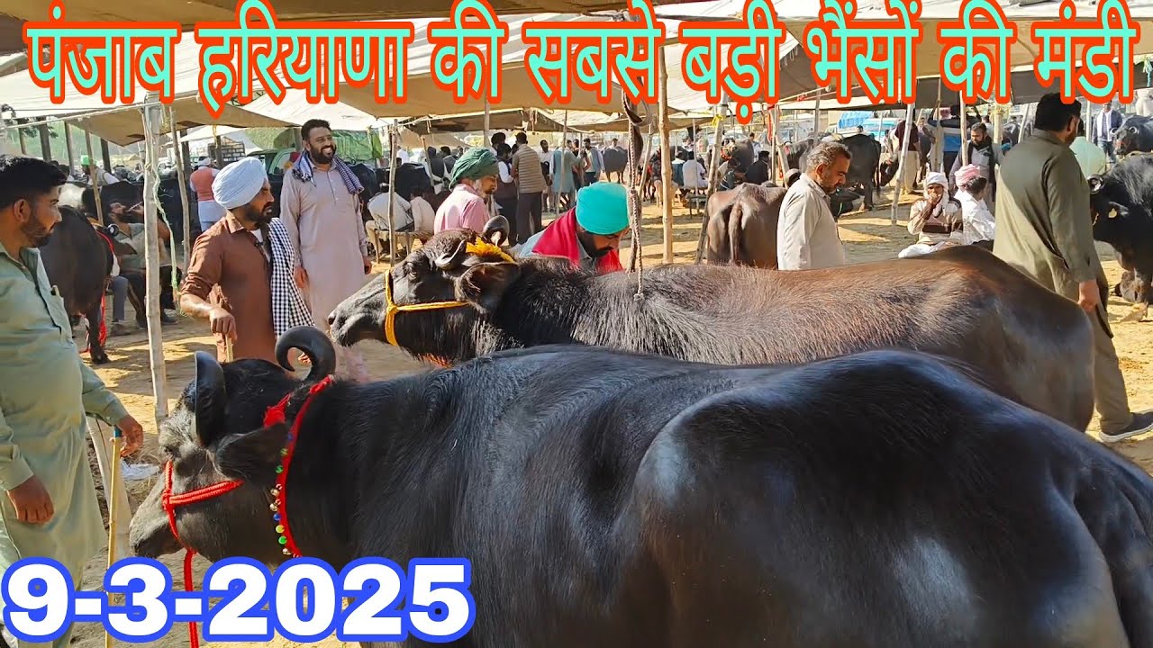 9_3_2025 पंजाब हरियाणा की सबसे बड़ी भैंसों की मंडी