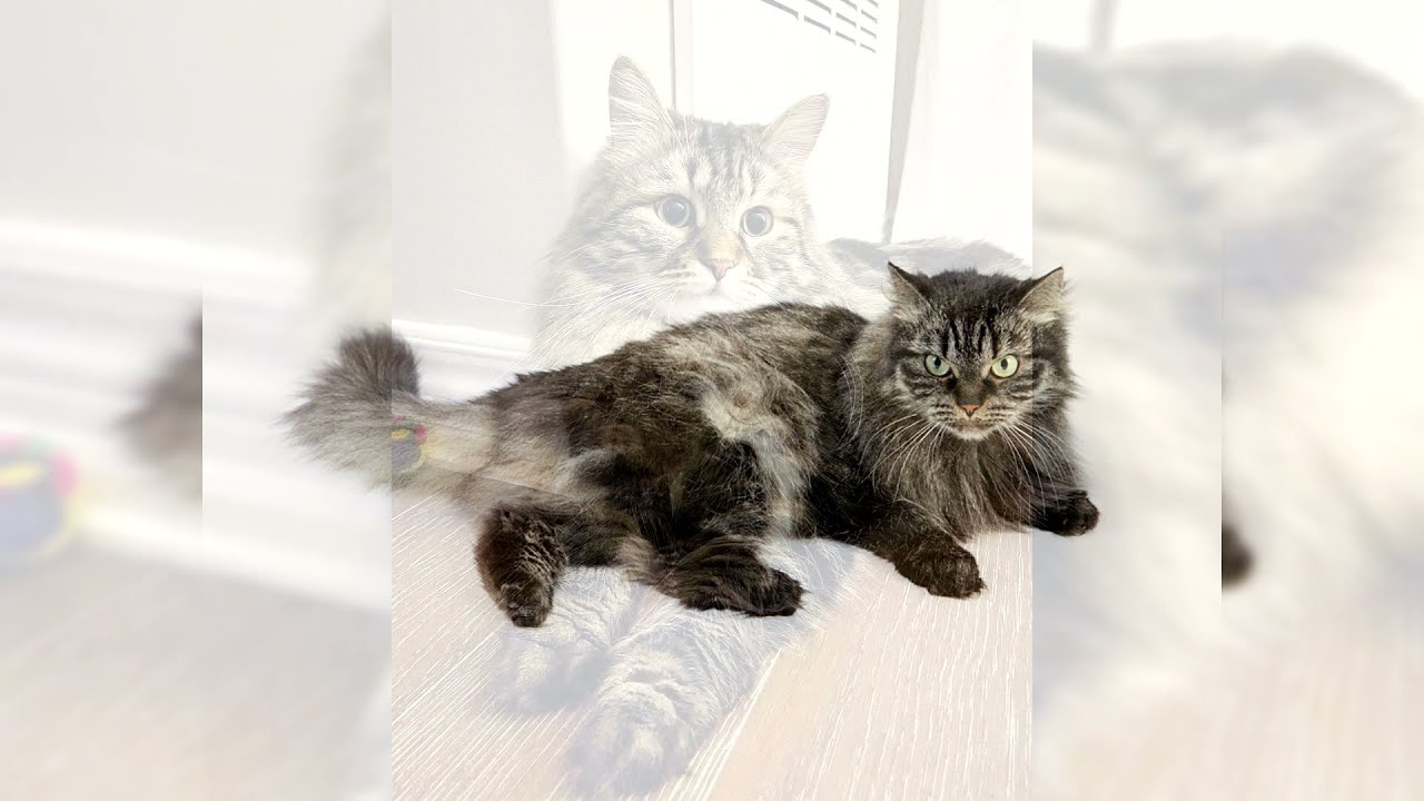 Gatto siberiano. Pro e Contro, Prezzo, Come scegliere, Fatti, Cura, Storia