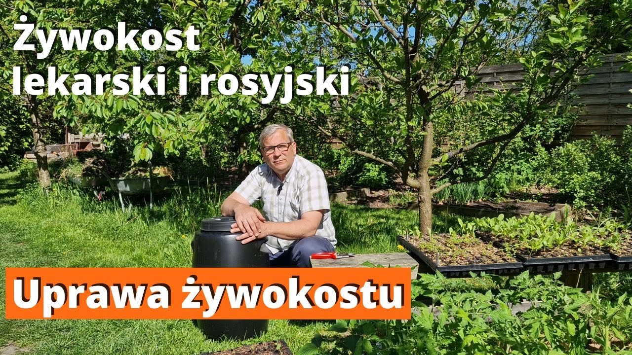 Żywokost lekarski i rosyjski. Uprawa w ogrodzie na gnojówki zawierające potas do nawożenia pomidorów
