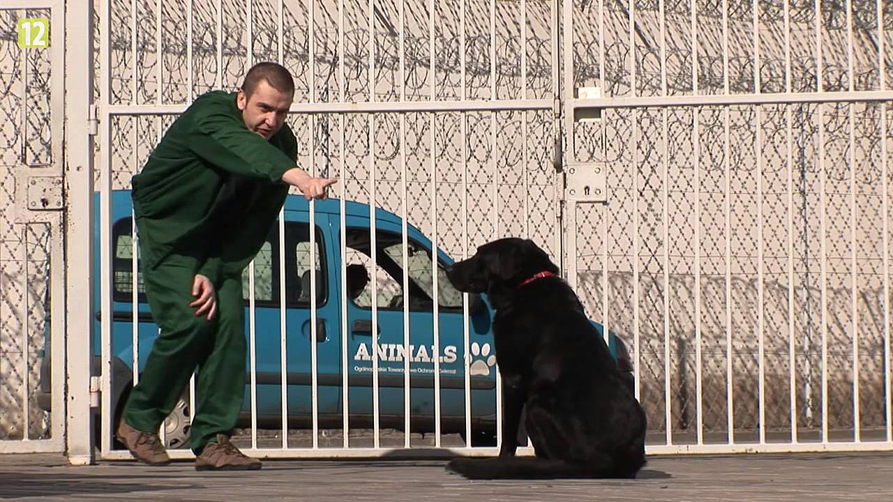 Dogoterapia w polskim więzieniu