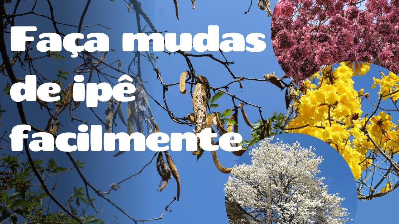 Como FAZER MUDAS de qualquer IPÊ