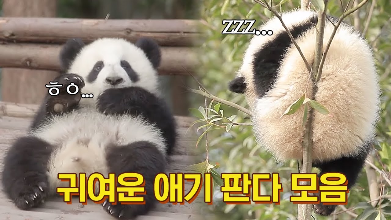 [신서유기2/7화] 걸어서 판다 속으로~