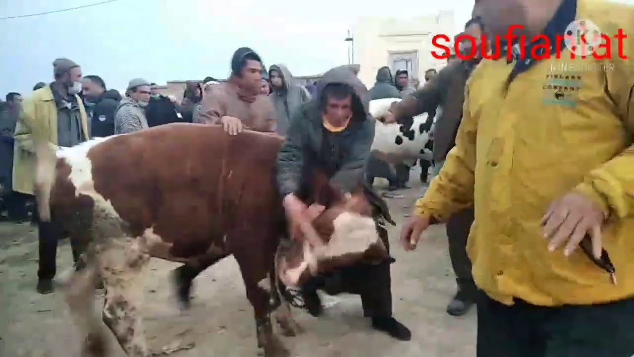ابي الجعد مزوهر و التمن كاين ،2021 03 04 مرحبا بيكم دخلو تفرجو معانا بقر غنم والخيل 0610286901