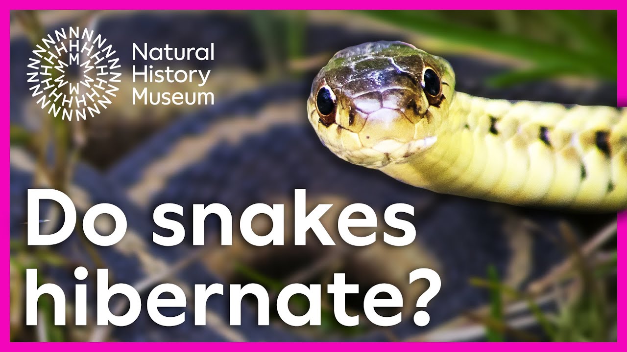 Snakes in cold weather: what is brumation? | Surprising Science