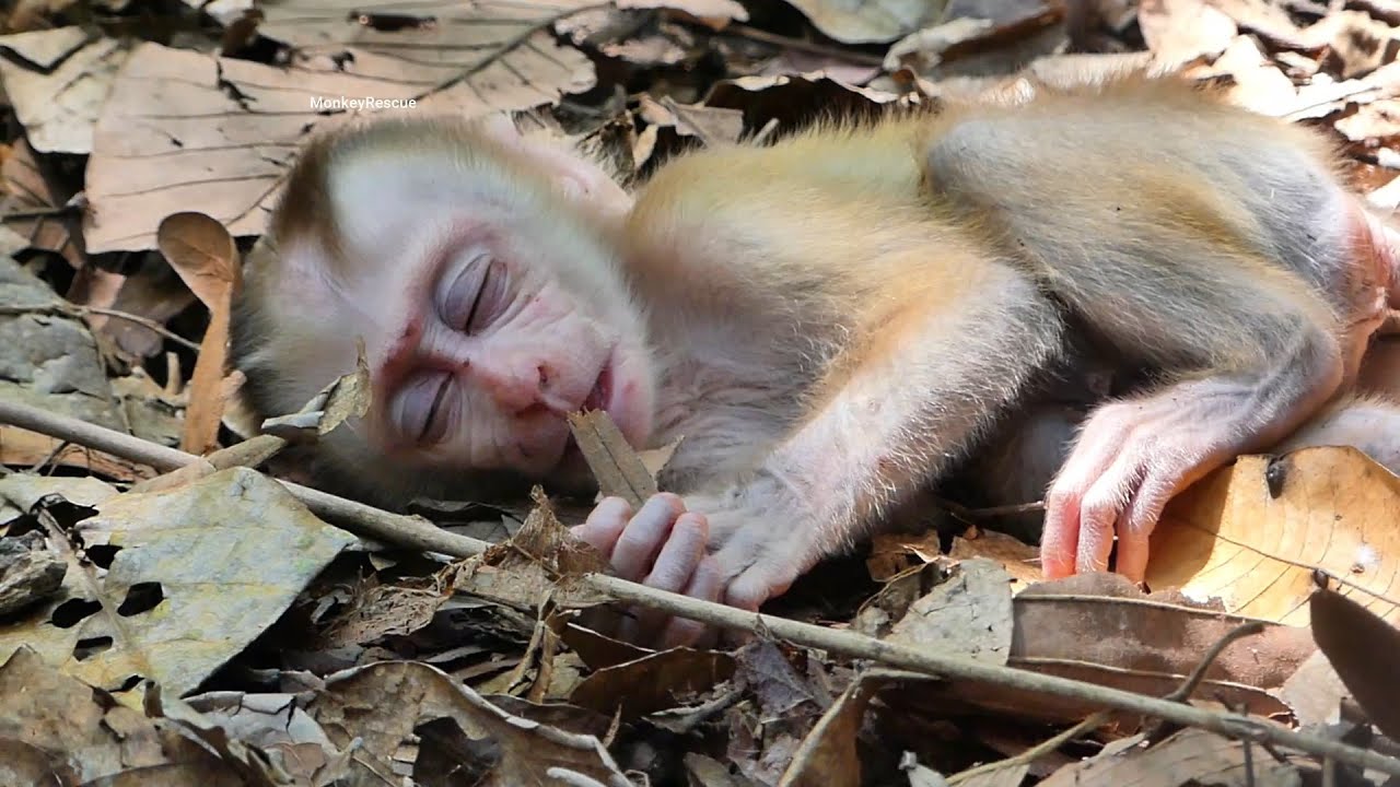 Oh God!!.. What's wr0ng with poor baby monkey Lucy? Mother is carless leave poor Lucy sleeping alone