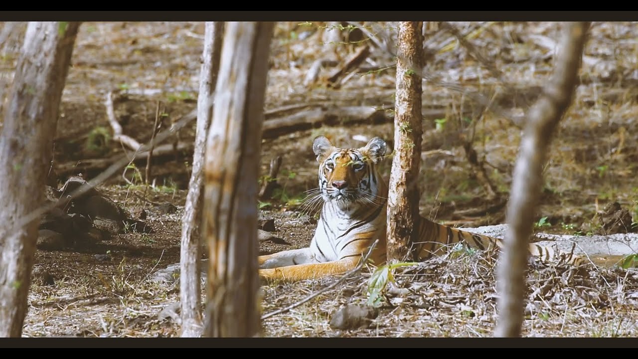 4 Mark Tigress - the Meadow queen of Maregaon - Tipeshwar Wildlife Sanctuary