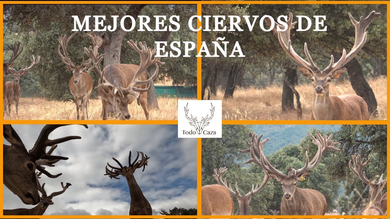 Los Ciervos Más Grandes de España [Finca Lagunes] - ¡Impresionante!- Todo caza