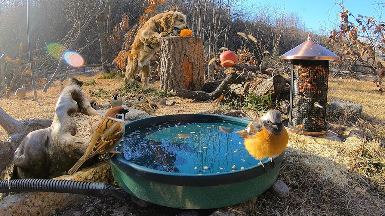 정원에 얼지 않는 물통 만들면 생기는 일